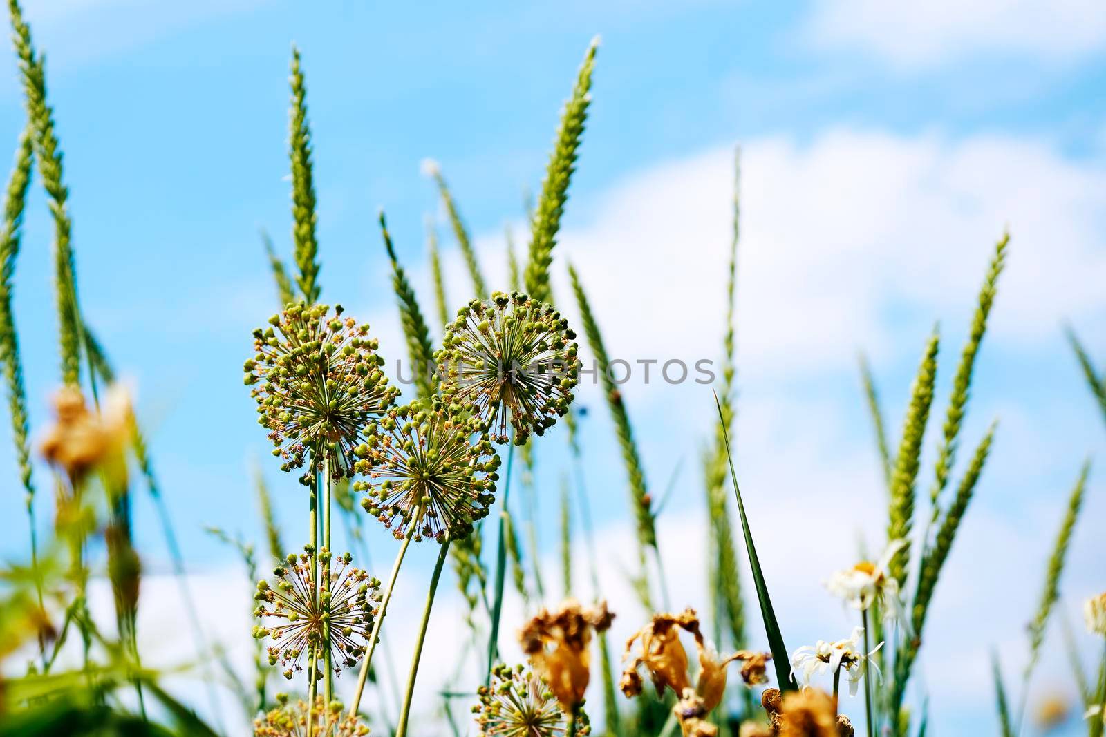 Wonderful ornamental decorative garlic Allium Mont Blanc and clear blue sky by jovani68