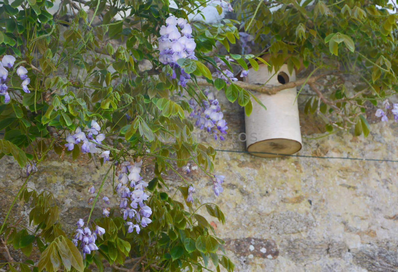 Wisteria blossom on old wall and birdhouse