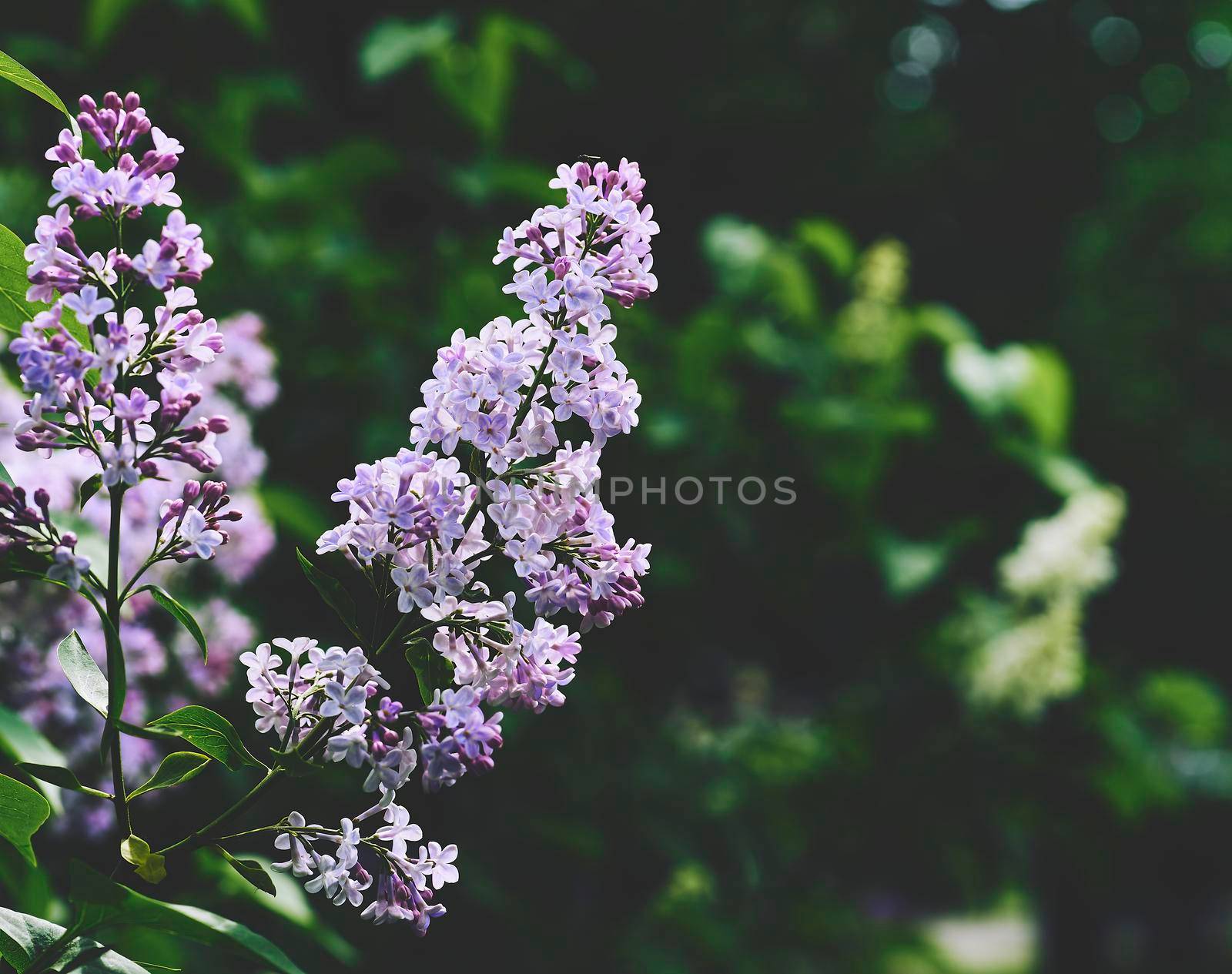 Delicate spring dance of two branches of fragrant lilac by jovani68