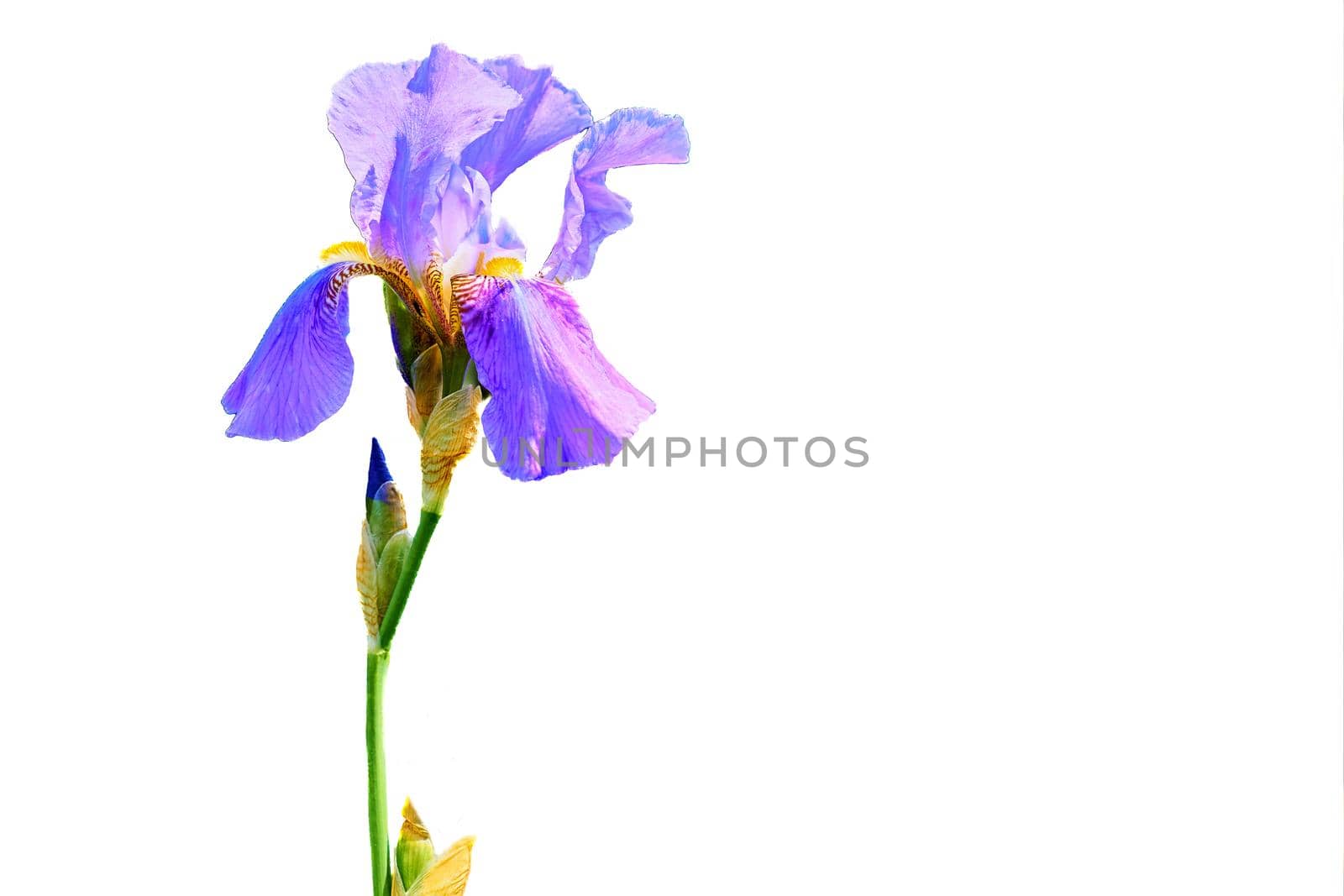 Wonderful lilac violet Siberian iris isolated on white by jovani68