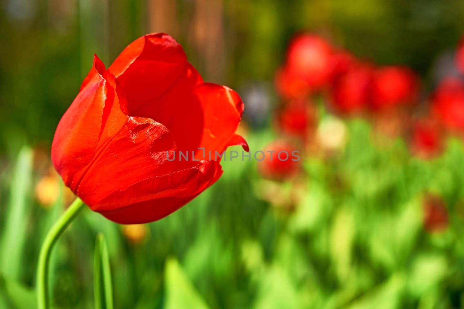 Head of a red scarlet poppy close up on a flower bed in a city park by jovani68