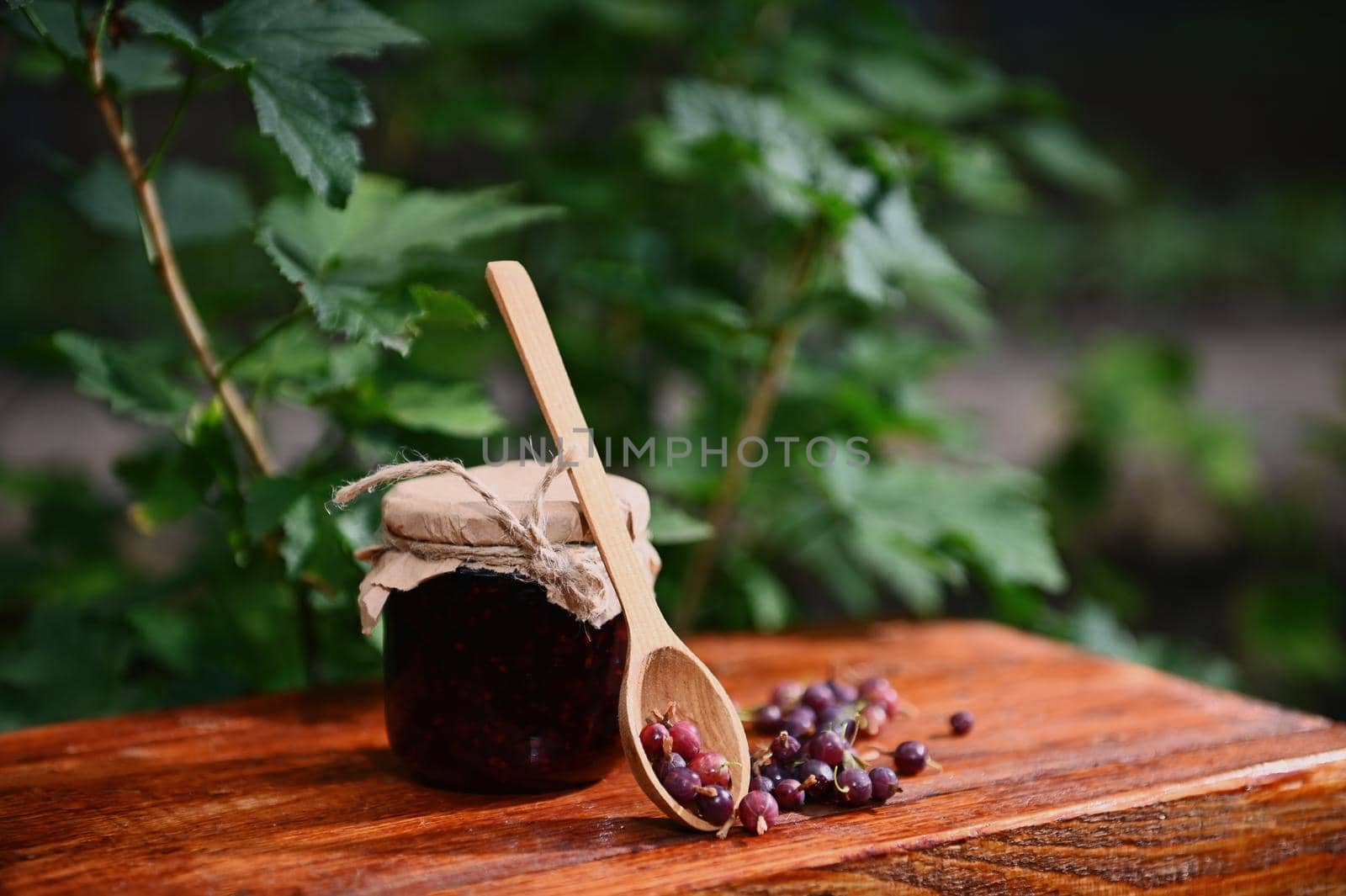 Still life composition of wooden tea spoon with gooseberries scattered on rustic bench, and a jar of homemade berry jam against a gooseberry bush background in the rural organic farm. Canning concept