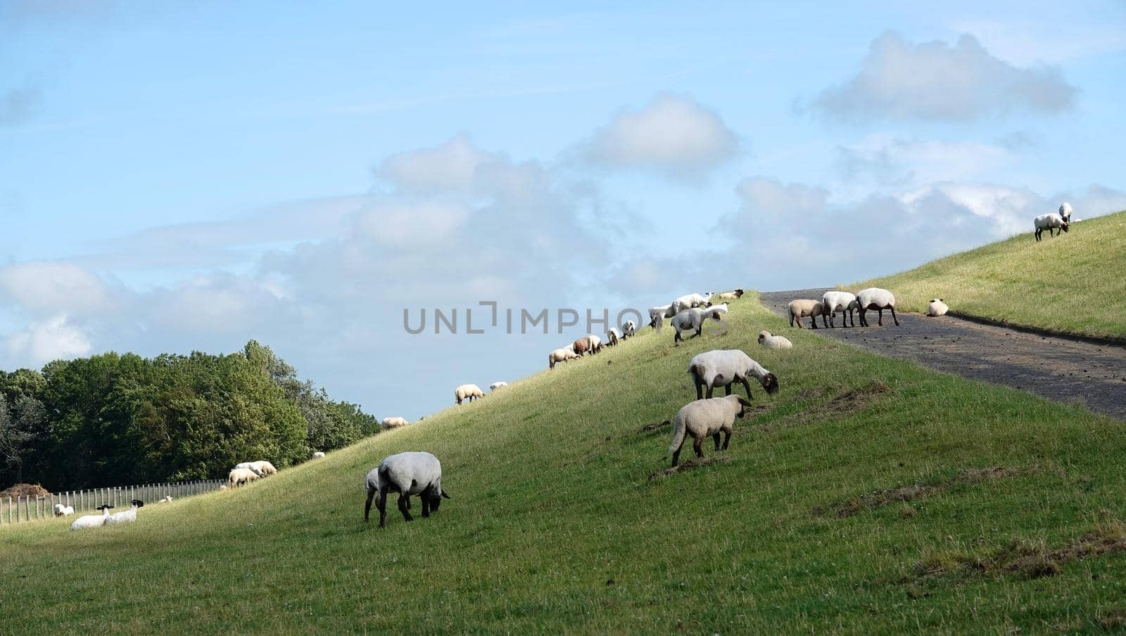 German Blackheaded Mutton sheep grazing on a dyke. In the middle of the dike is a bicycle path. This image is typical of East Frisia in Germany.