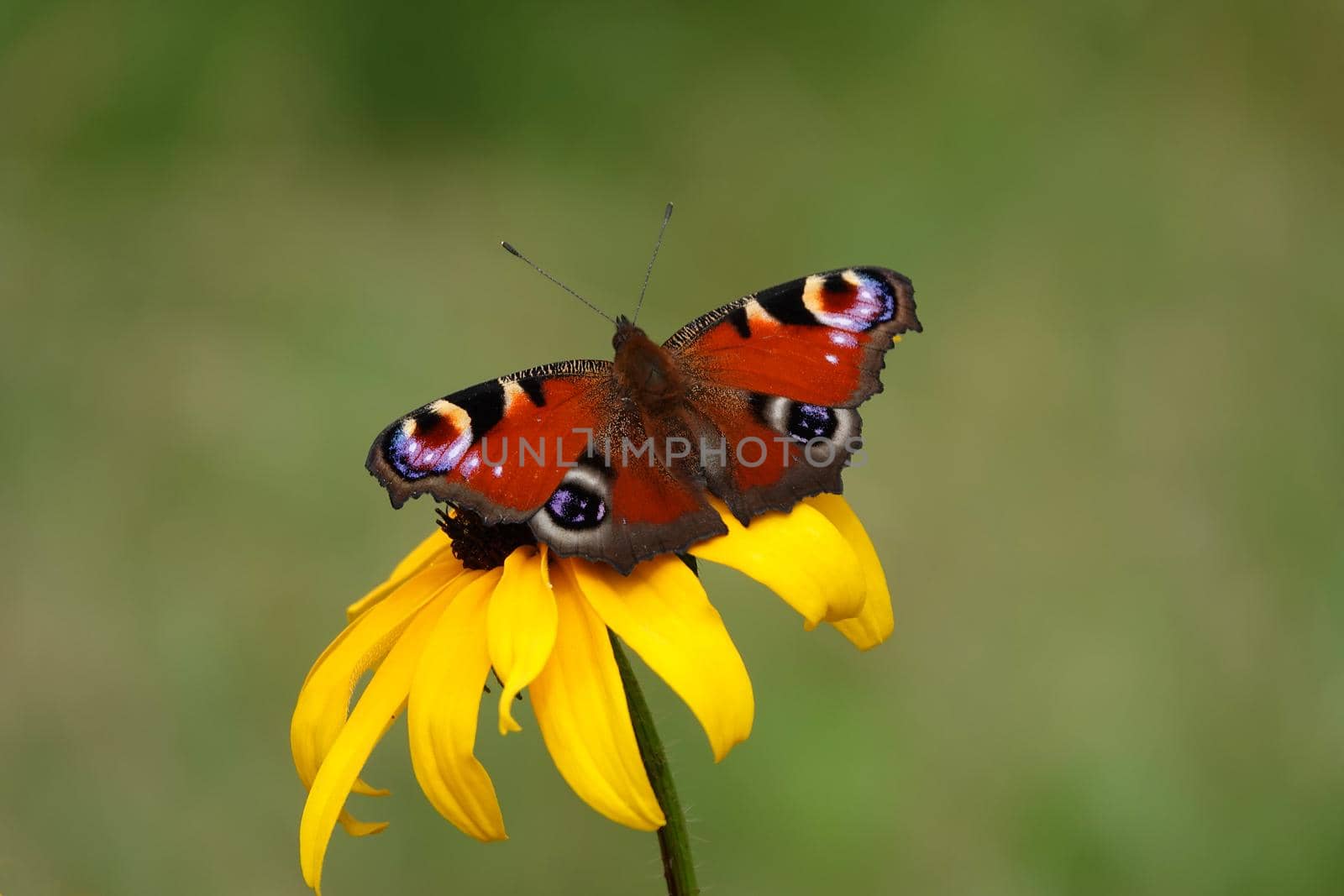 A Peacock butterfly ( European peacock or Aglais io) on a yellow Rudbeckia flower. Blurred green background