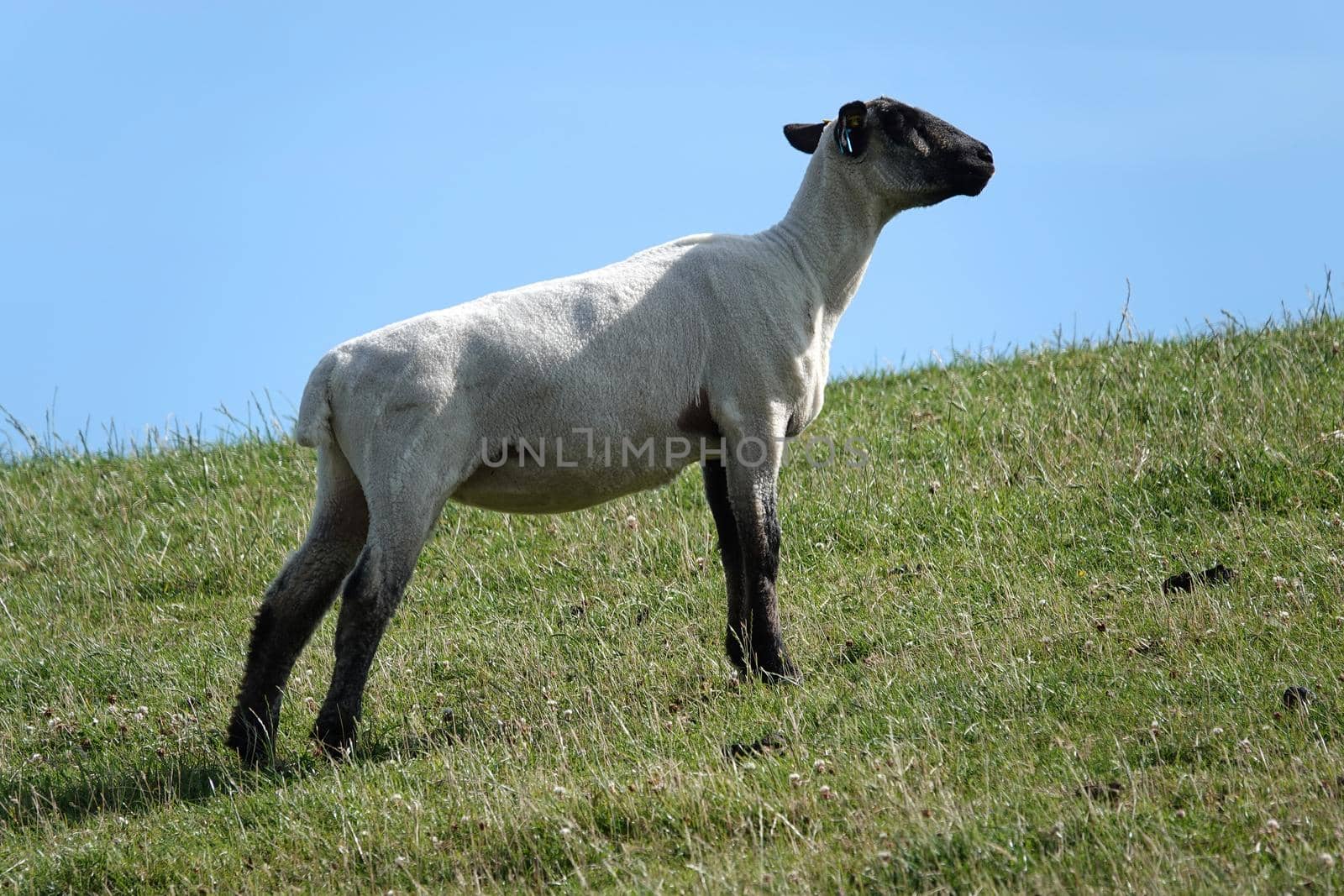 A sheep with a black head stands on a dyke in the North of Germany by WielandTeixeira