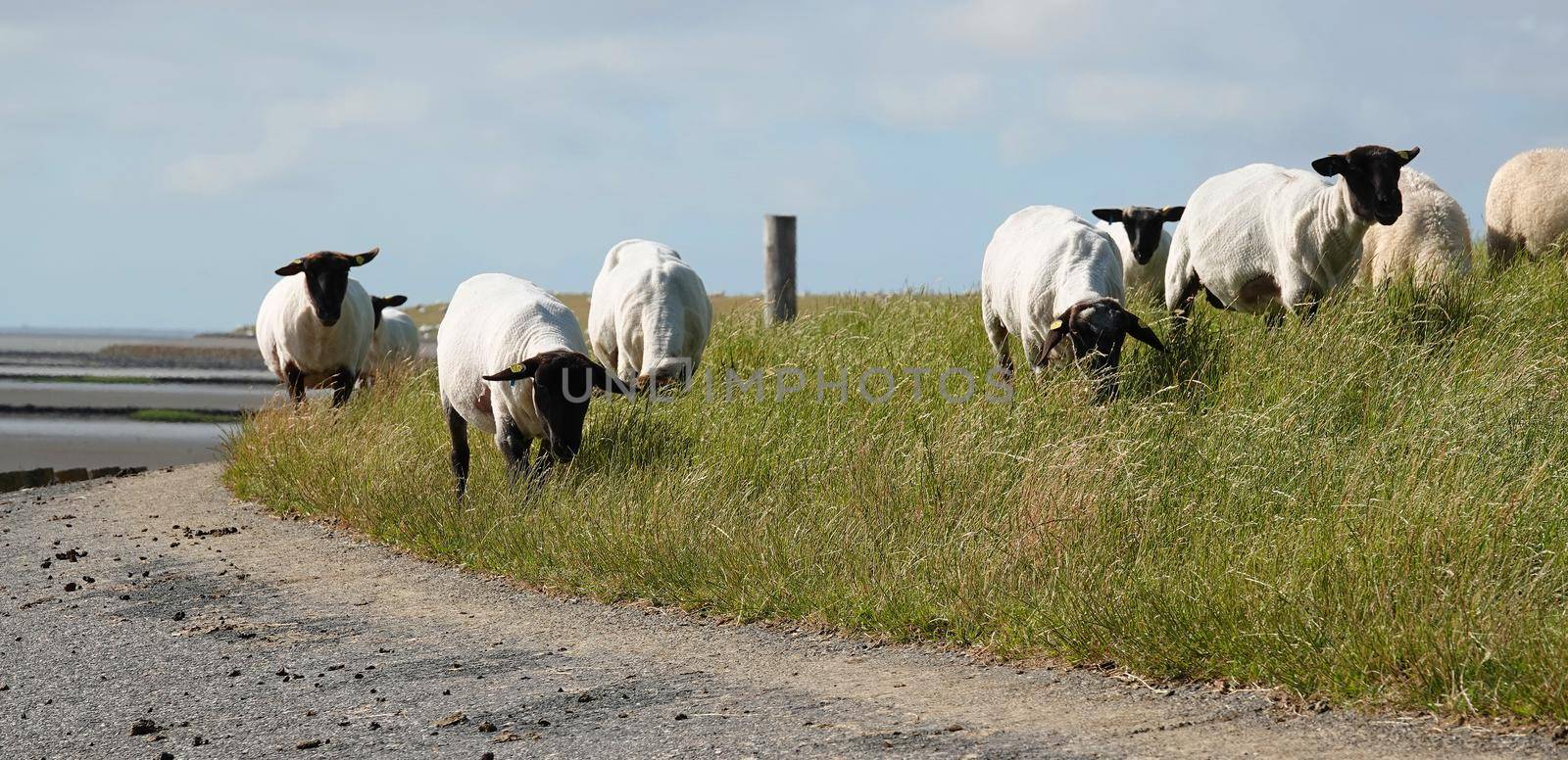 German Blackheaded Mutton sheep moving to another part of the dyke. On the left side beneath the dyke is blurred the Wadden Sea visible. 