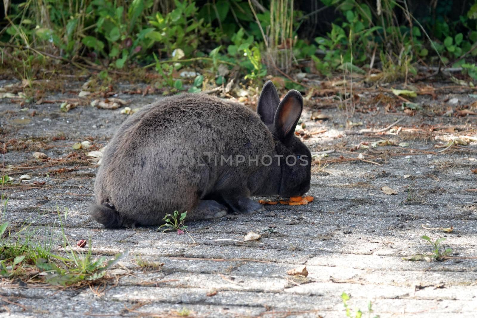 A grey rabbit eating a carrot. It's a pet that was allowed to move free around the house. 