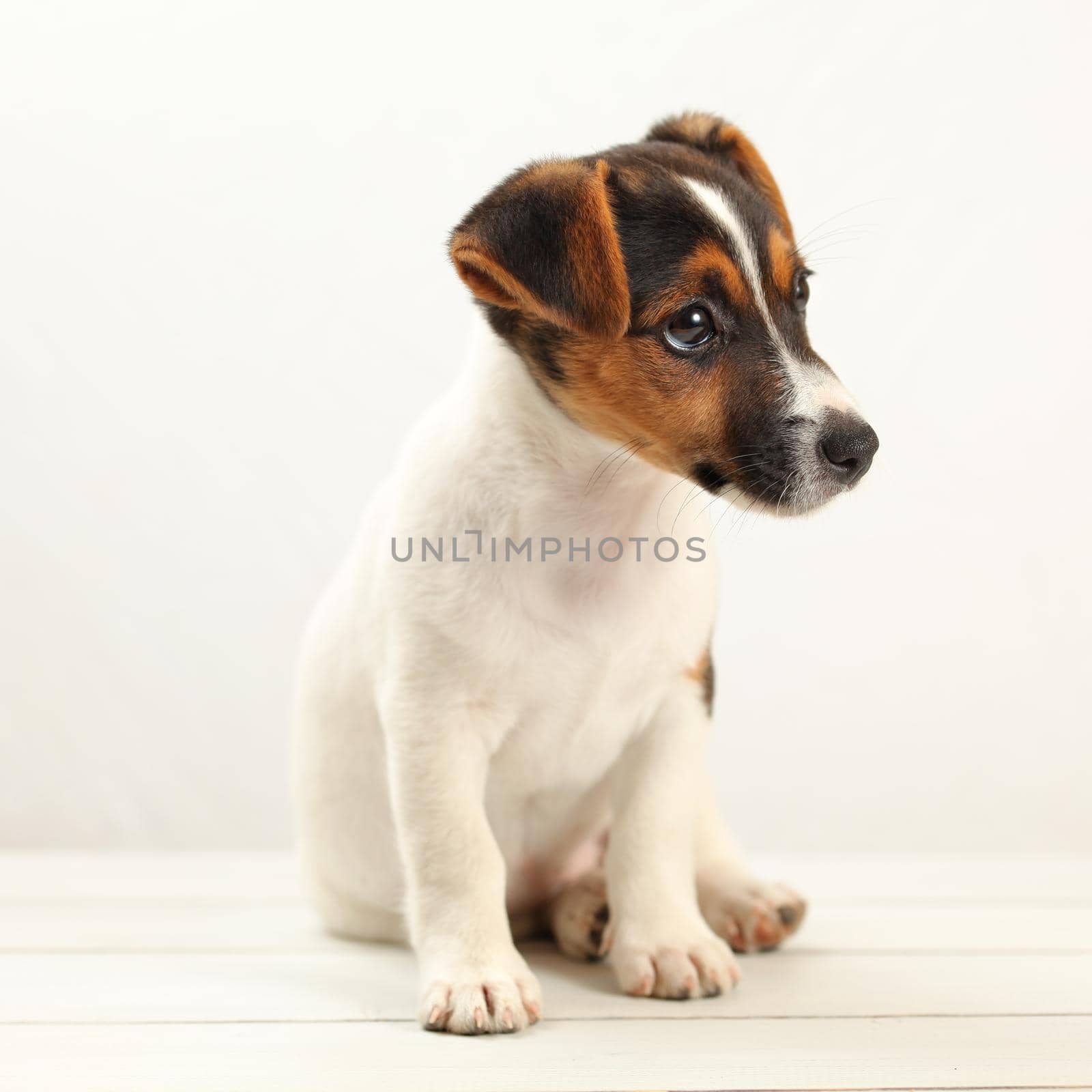 Jack Russell terrier 2 months old puppy on white boards and background. Studio shot. by Ivanko