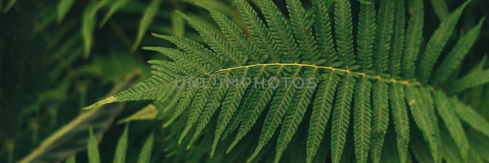 Green thin palm leaves plant growing in the wild, tropical forest plants, evergreen vines abstract color on a dark background. Web banner.