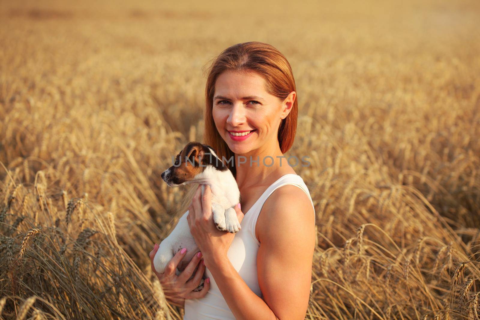 Young athletic brunette woman smiling, holding Jack Russell terrier puppy on her hands in wheat field, lit by sunset sun light. by Ivanko