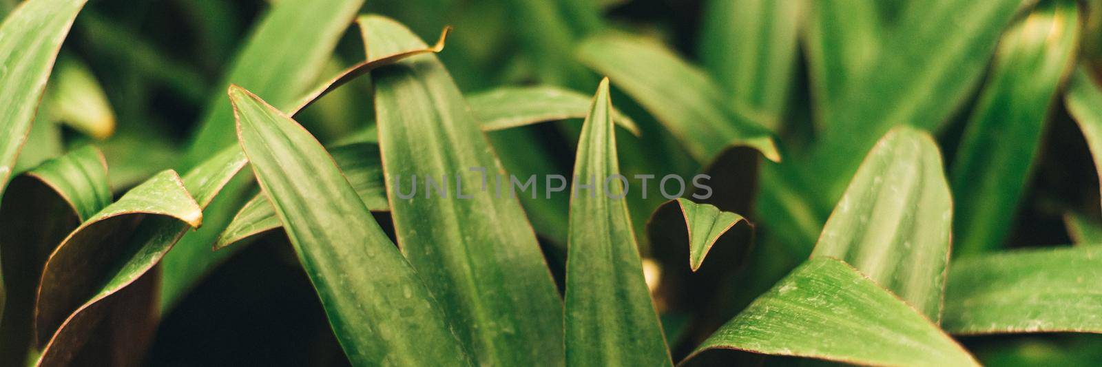 A lot of sharp green leaves in the jungle and closed greenhouse. Plants on a dark background. Template for blog and designers. Web banner.