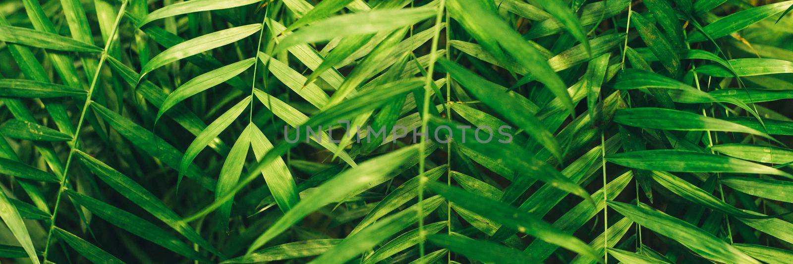Green thin palm leaves plant growing in the wild, tropical forest plants, evergreen vines abstract color on a dark background. Web banner