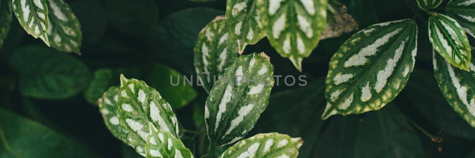 Syngonium, green leaves with white veins. green background. Web banner