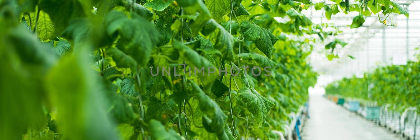 Growing green cucumbers in a large and bright greenhouse. Small green cucumbers on the farm. Web banner