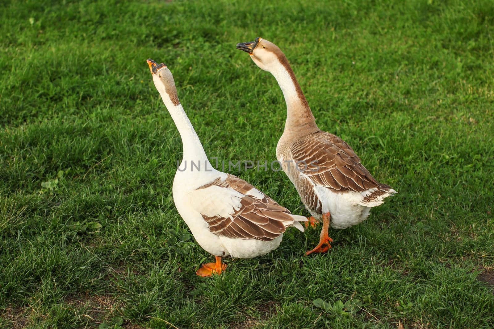 Two geese walking on farm meadow
