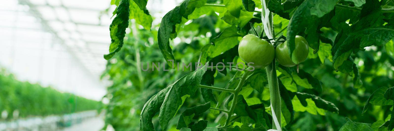 green tomatoes sprout in the greenhouse. Industrial cultivation of tomatoes and herbs. Web banner.