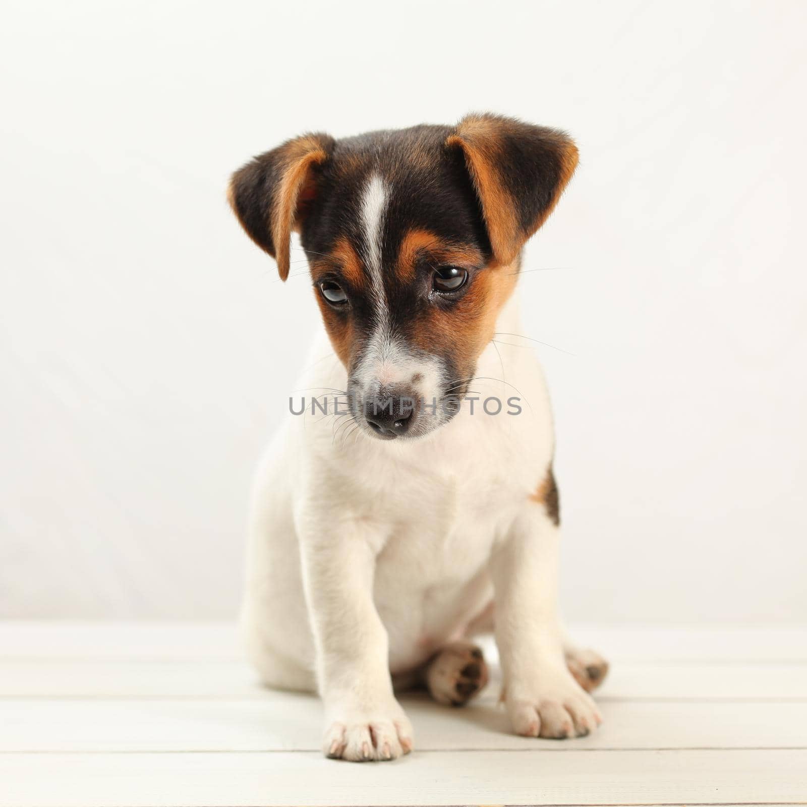 Two months old Jack Russell terrier puppy, on white boards and background. by Ivanko