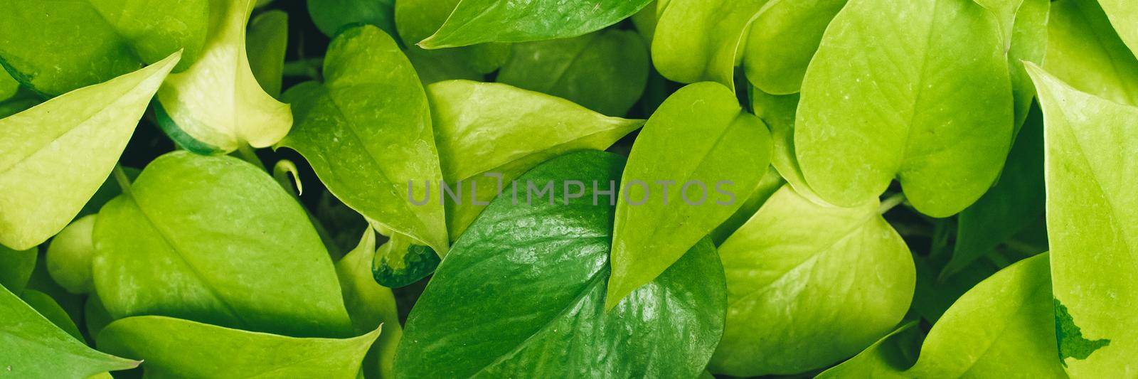 Green background of leaves. Beautiful background. Web banner