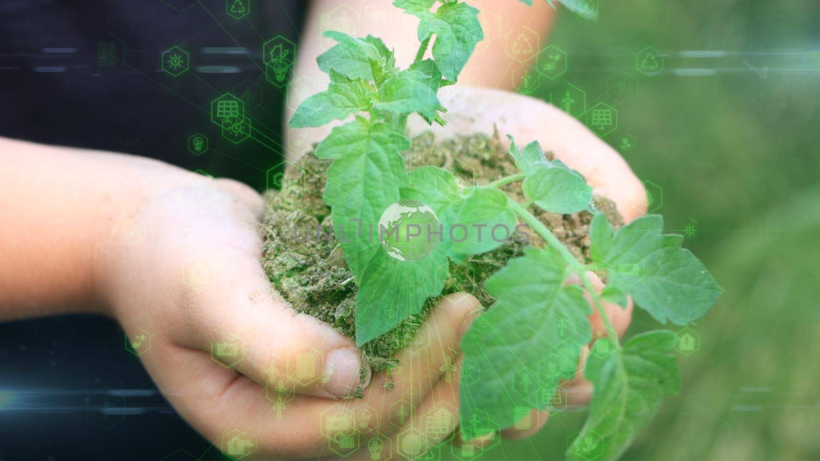 close up hands holding sapling of young oak tree. palms embrace the soil stem a small tree. blurred green background, black shirt. concept nature conservation, Earth protection, reforestation. High quality 4k footage