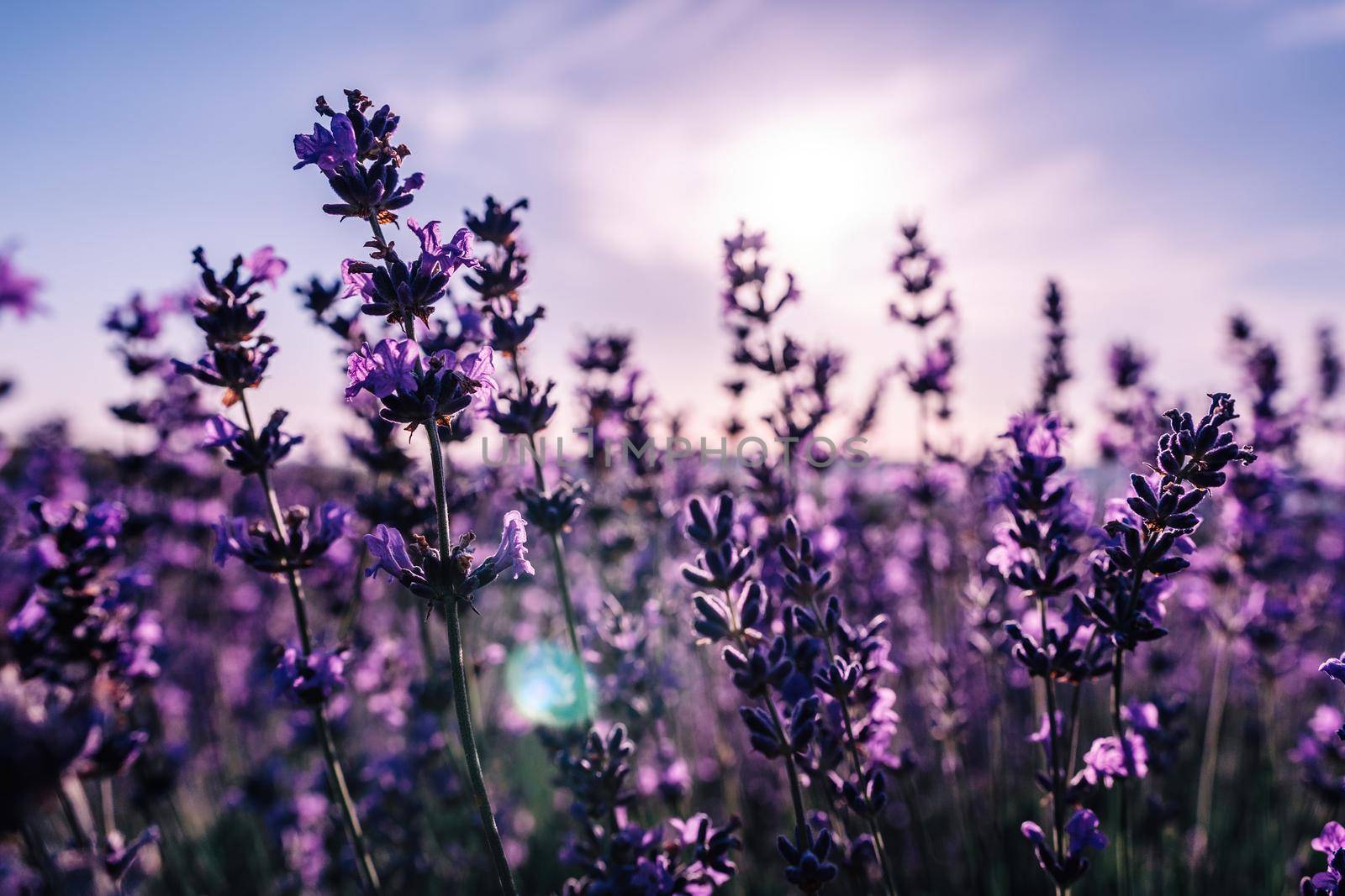 Close up Lavender flower blooming scented fields in endless rows on sunset. Selective focus on Bushes of lavender purple aromatic flowers at lavender fields
