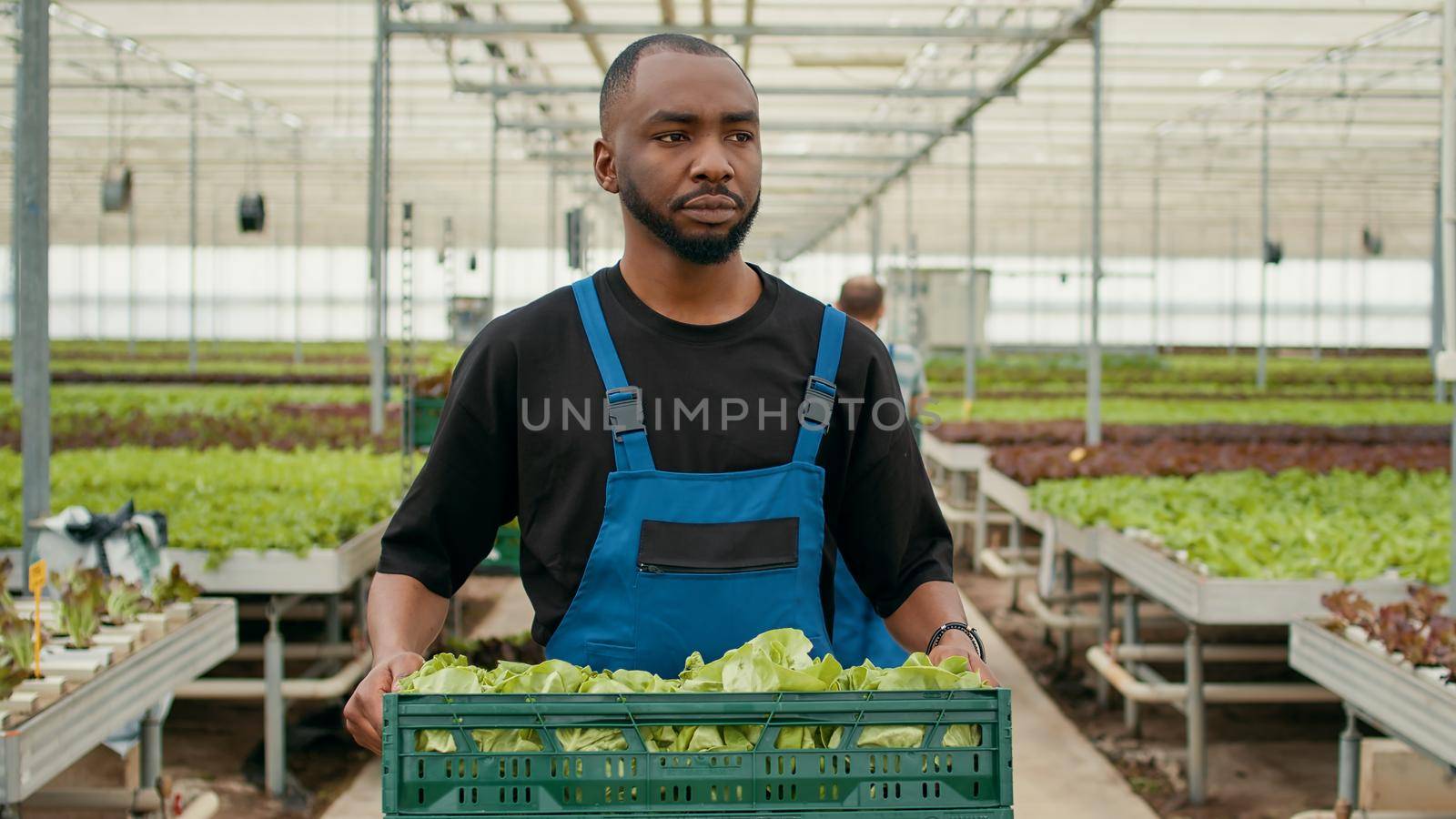 Portrait of professional african american farm worker walking while holding crate with fresh lettuce production ready for delivery. Organic food grower with batch of fresh salad grown in greenhouse.