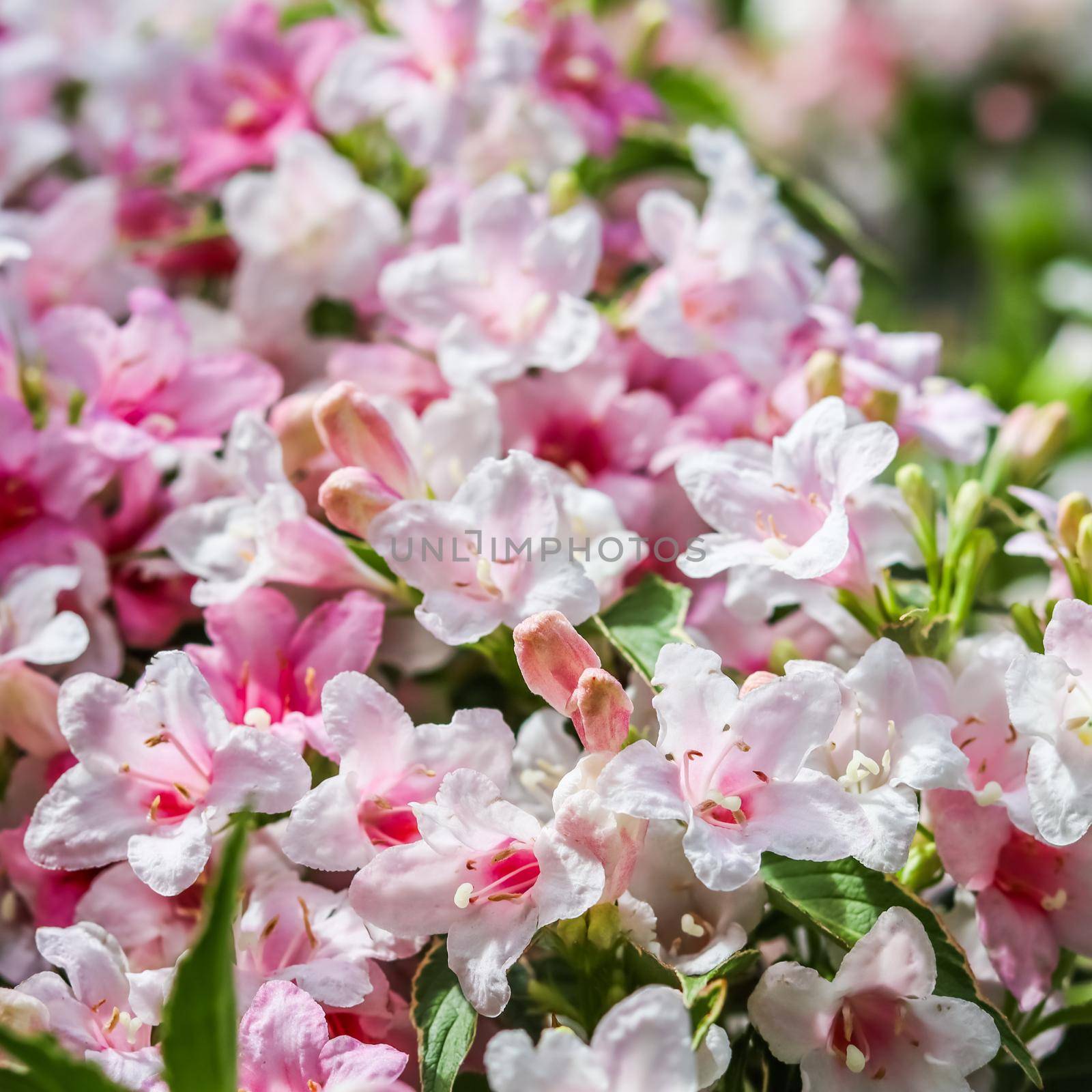 Pale pink flowers of Weigela Variegata. Floral background by Olayola