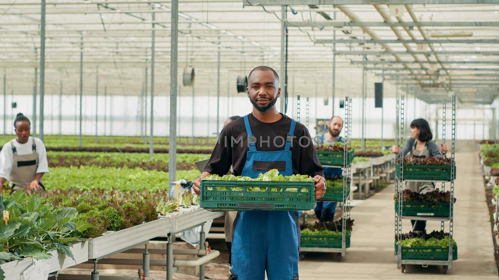 Portrait of confient african american farm worker holding crate with lettuce production ready for delivery. Organic food grower farmer holding bio vegetables grown without pesticides in greenhouse.