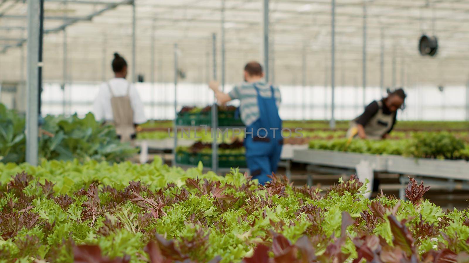 Closeup of green lettuce in organic farm being cultivated without pesticides with diverse farm workers pushing crates with crop. Selective focus on bio vegetables in greenhouse ready for harvest.