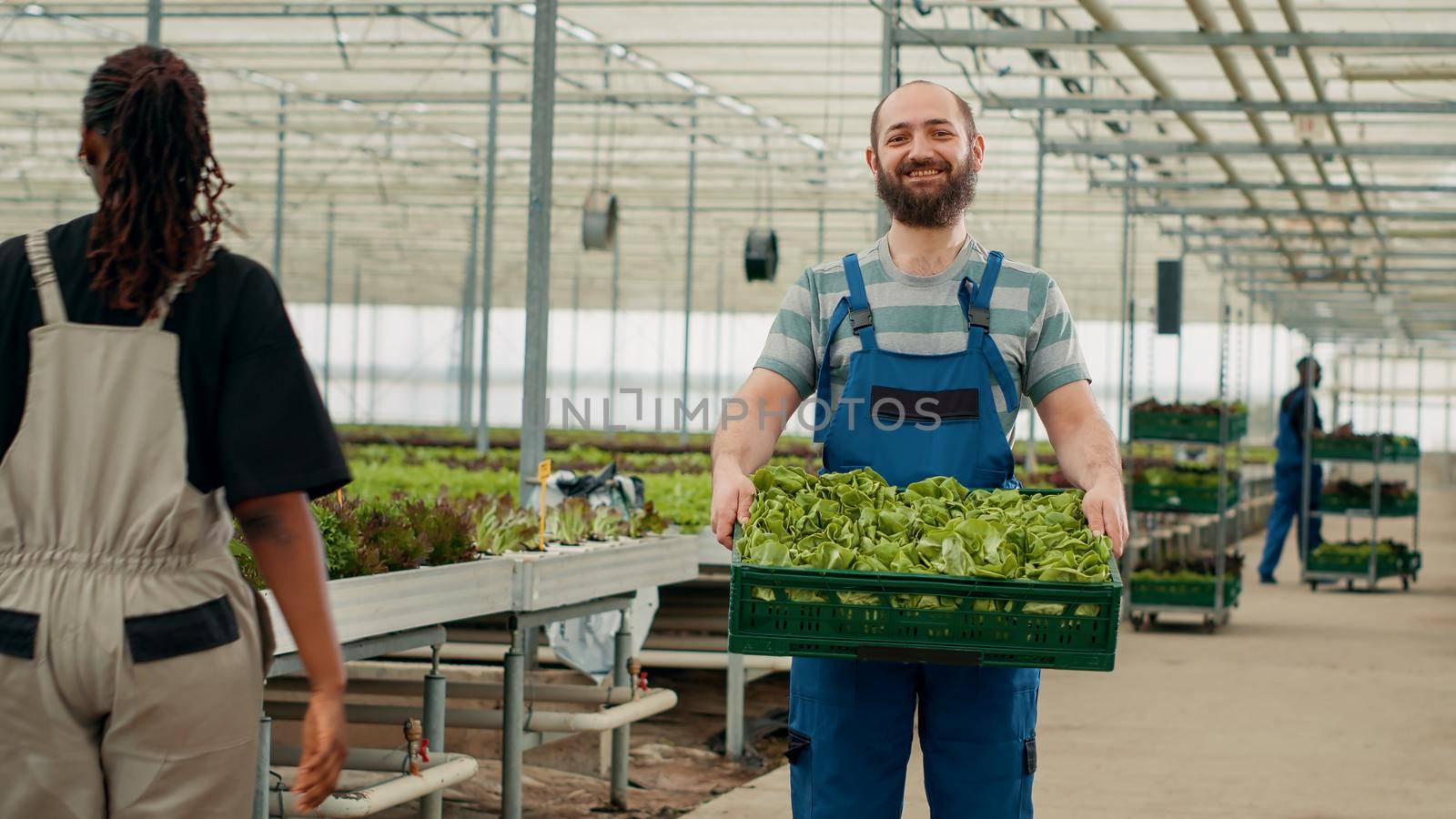 Portrait of farm worker showing fresh batch of hand picked lettuce grown with no pesticides in greenhouse. Caucasian man smiling while holding crate with organic vegetagles in hydroponic enviroment.