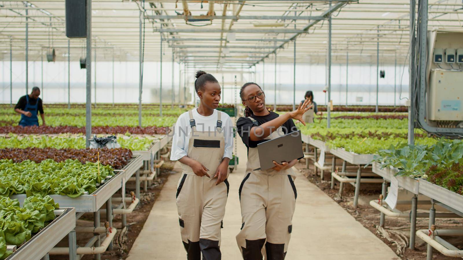 Two women working in greenhouse holding laptop walking and talking about growing organic lettuce by DCStudio