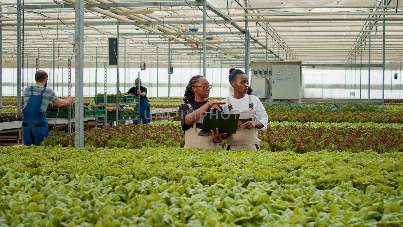 Two african american women holding laptop to manage online orders for harvested crops in greenhouse. Vegetables farm plant growers using portable computer talking about harvesting organic lettuce.