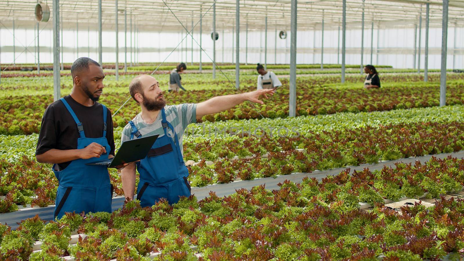 African american farmer holding laptop talking with caucasian worker about harvesting organic lettuce crop in greenhouse. Vegetables farm plant growers using portable computer to see online orders.