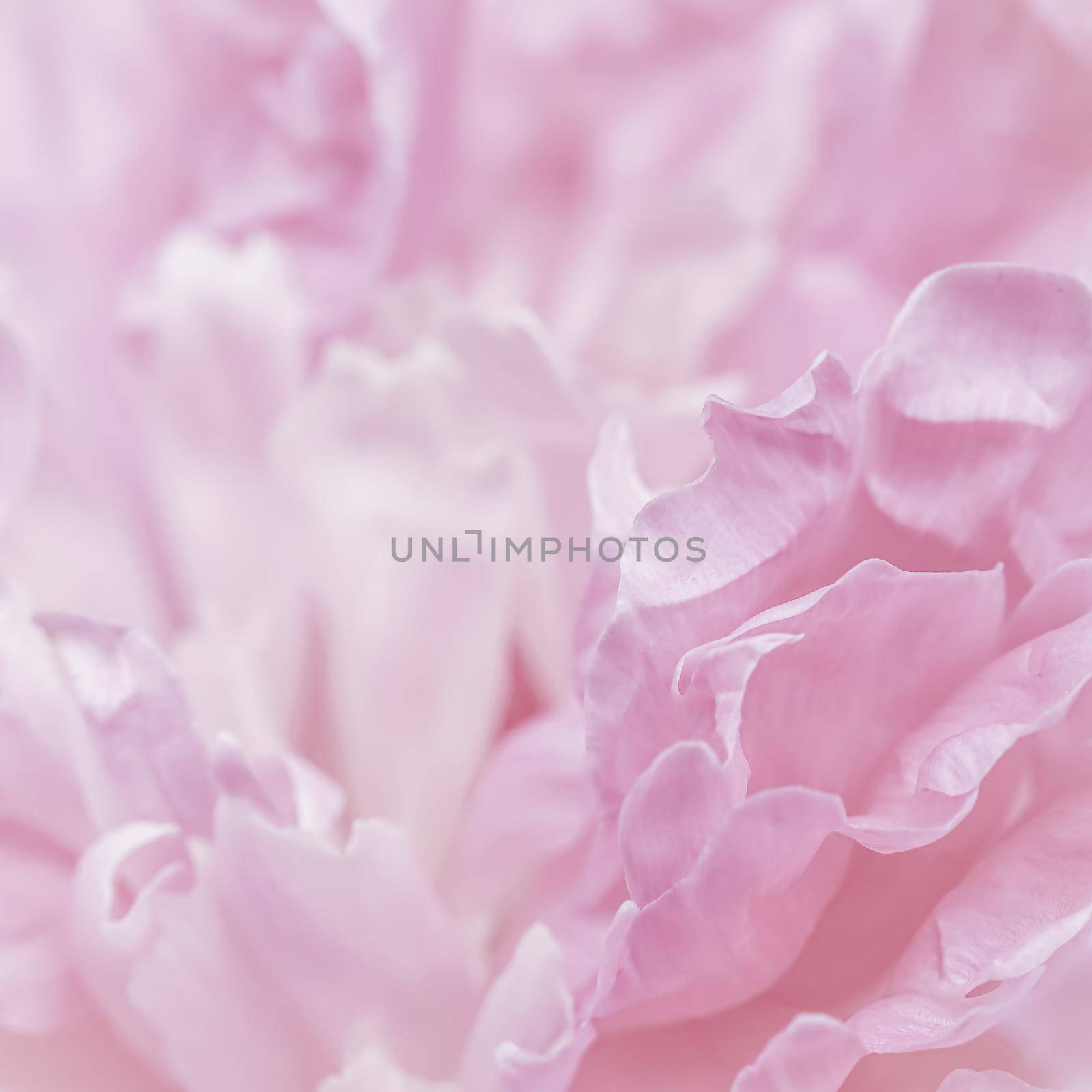 Soft focus, abstract floral background, pink peony flower petals. Macro flowers backdrop for holiday brand design