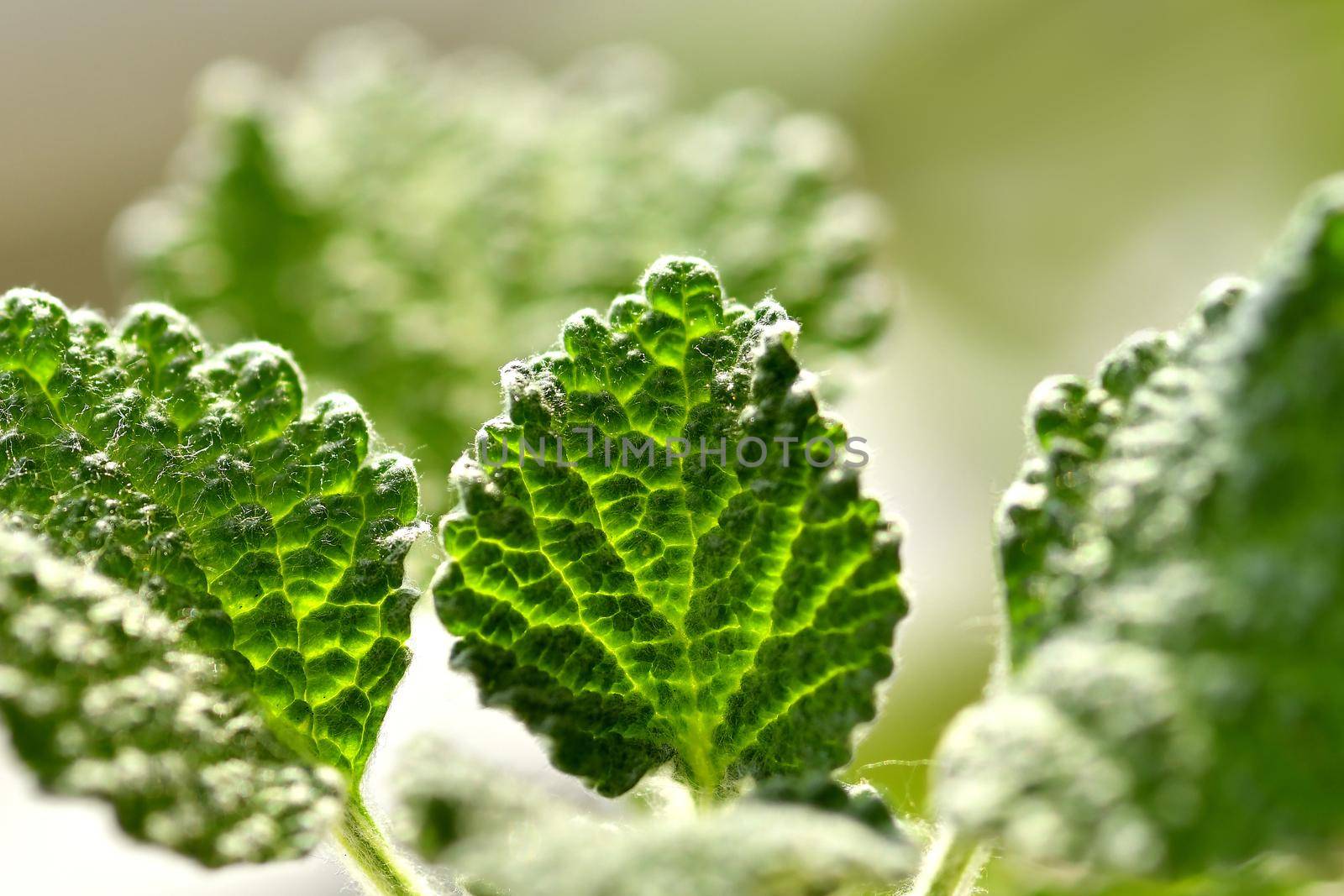 white horehound, medicinal plant with leaves in backlit by Jochen