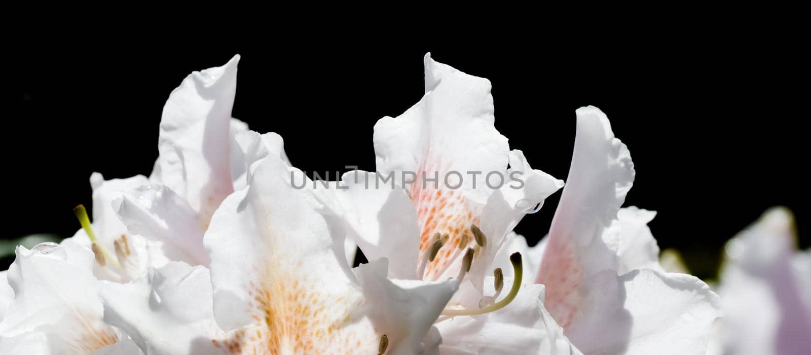 Blooming white rhododendron flower isolated on a black background