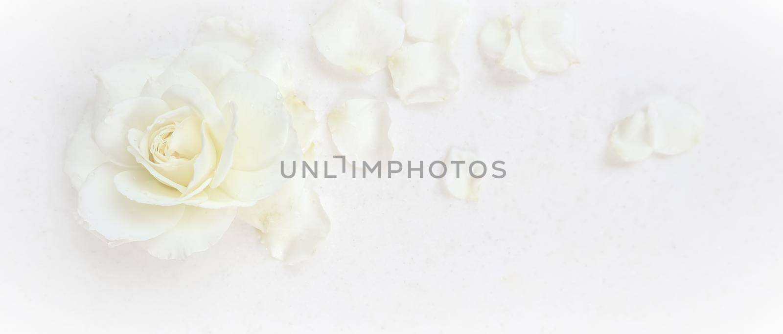 Beautiful white rose and petals on white background. Ideal for greeting cards for wedding, birthday, Valentine's Day, Mother's Day by Olayola