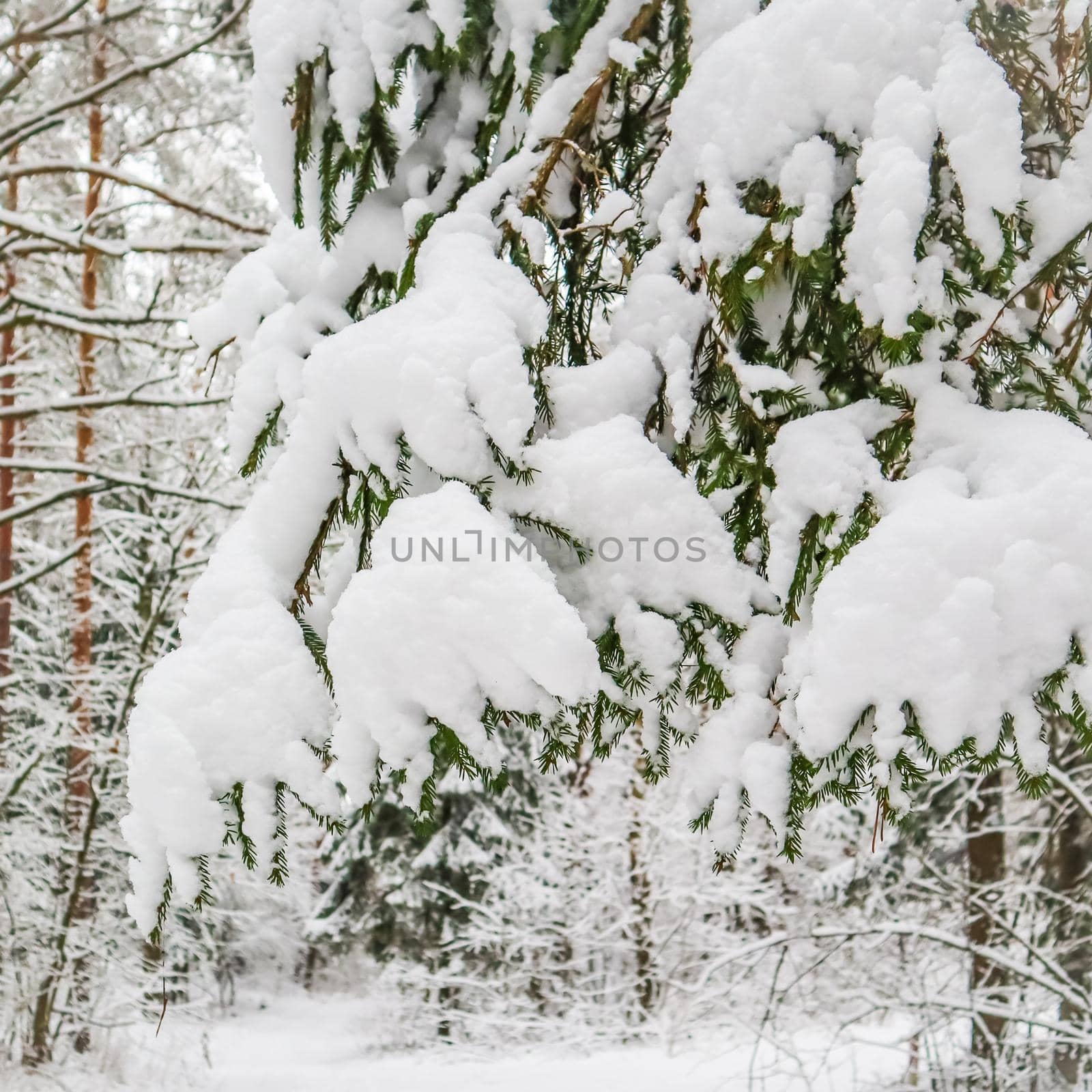 A branch of spruce covered with fluffy snow in a snowy forest. Winter background
