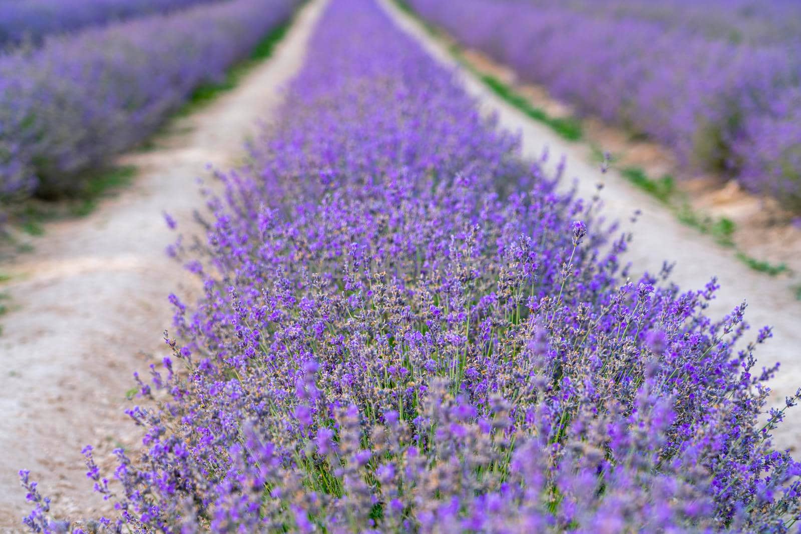 bushes of flowering lavender with a blur. close-up. as a background. High quality photo