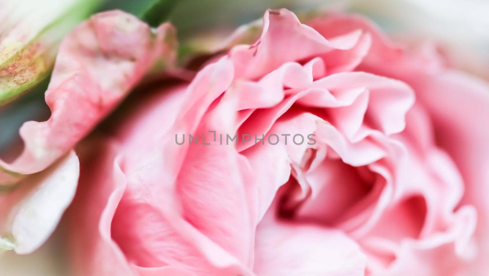 Botanical concept, wedding invitation card - Soft focus, abstract floral background, pink rose flower. Macro flowers backdrop for holiday brand design