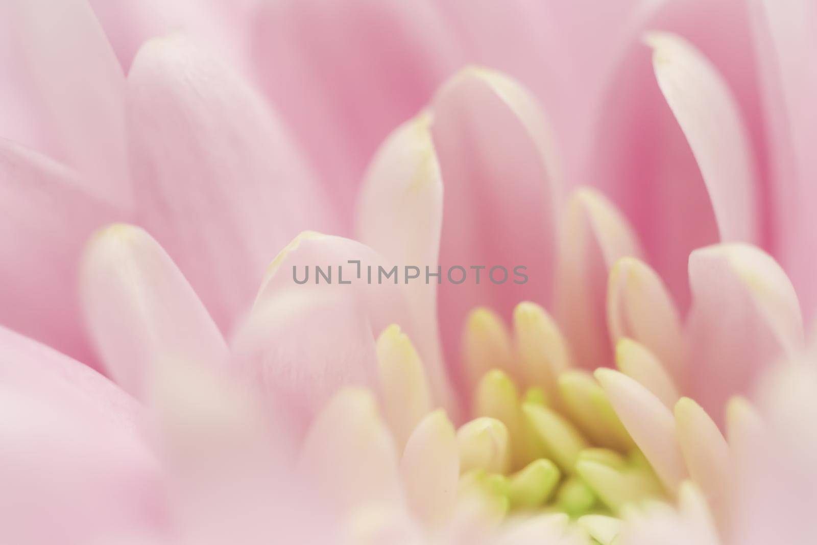 Abstract floral background, pink chrysanthemum flower. Macro flowers backdrop for holiday brand design by Olayola