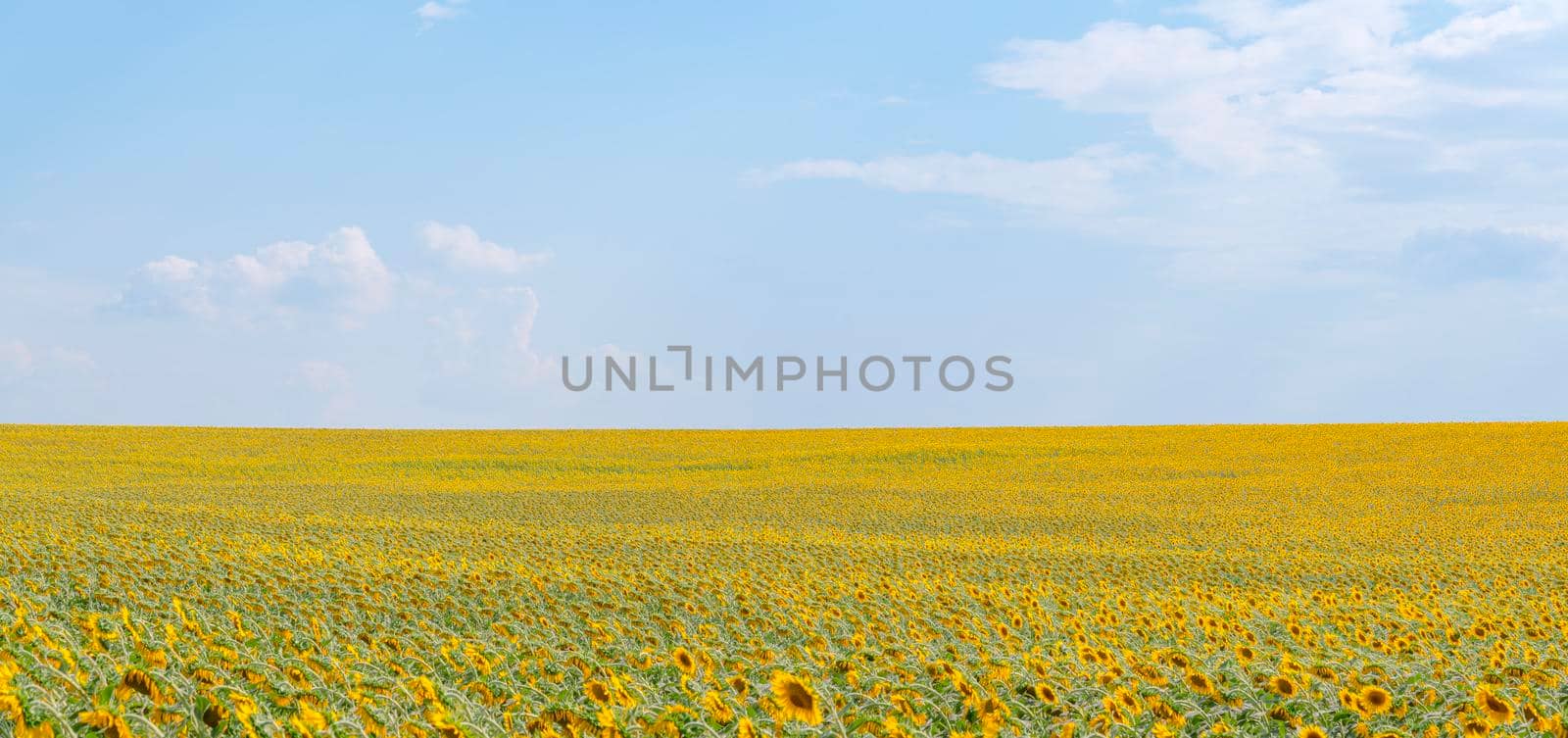 panorama of a field of sunflowers against a blue sky. High quality photo