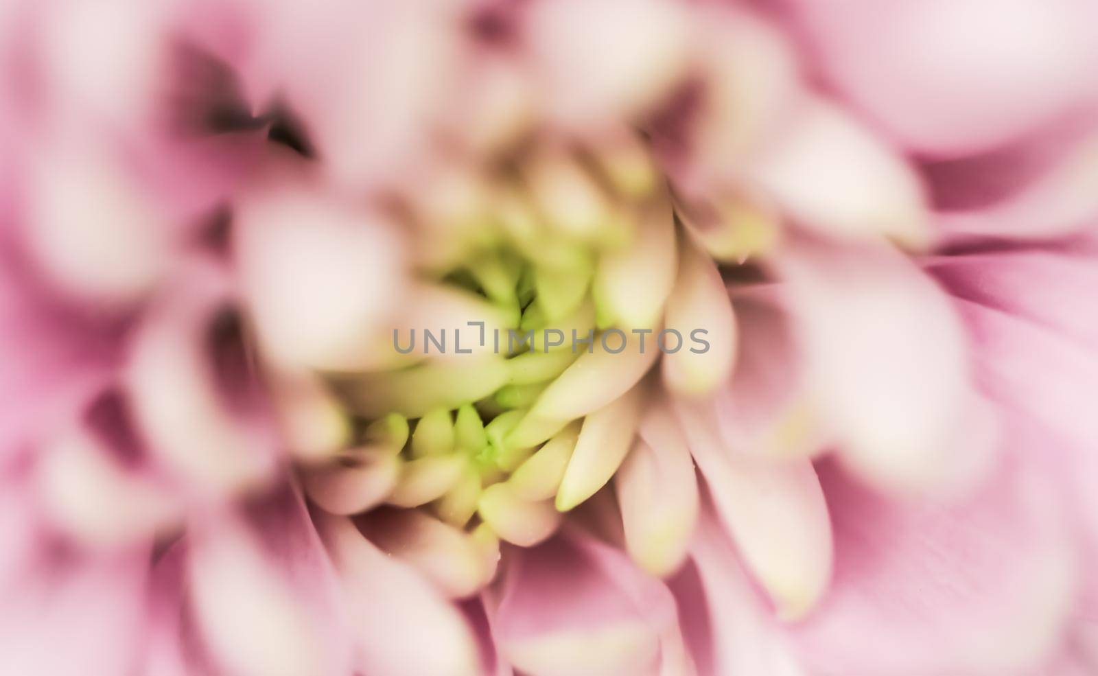 Abstract floral background, pink chrysanthemum flower. Macro flowers backdrop for holiday brand design by Olayola