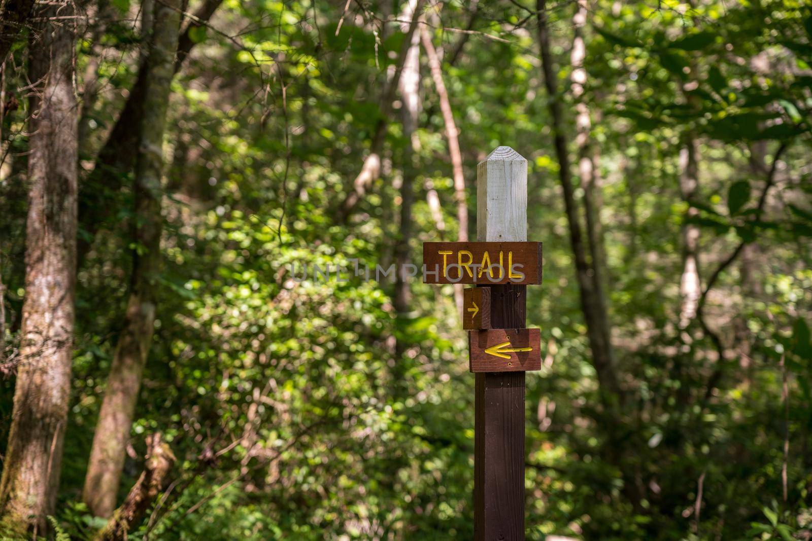 Wooden signpost showing the direction of the hiking trail in a sunlit forest or wood