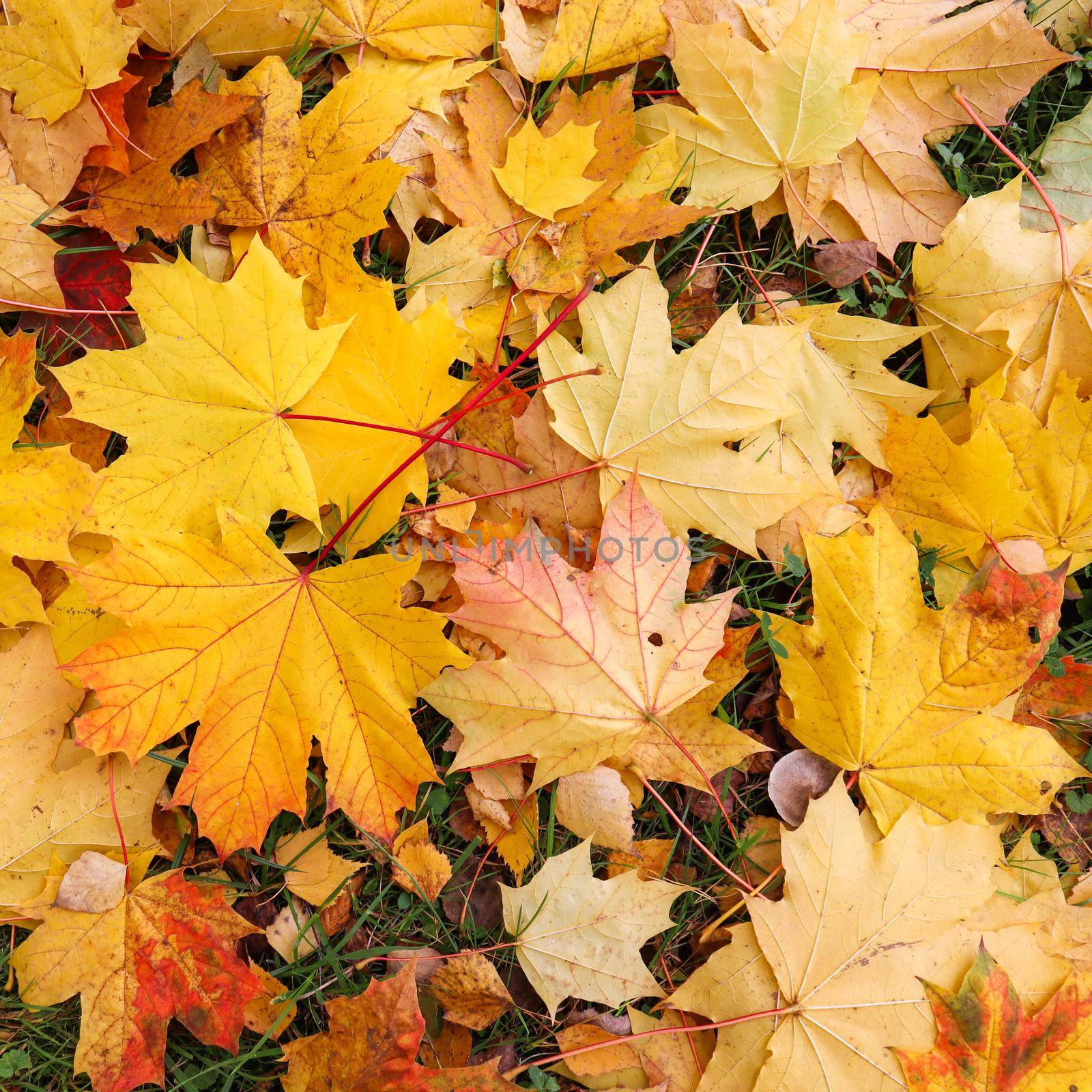 Fallen yellow maple leaves in autumn. Nature background by Olayola