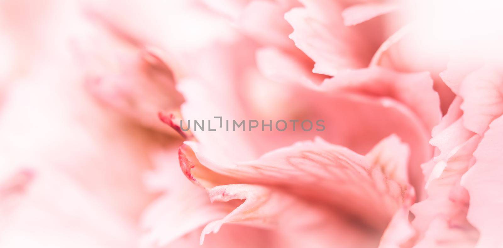 Abstract floral background, pink carnation flower petals. Macro flowers backdrop for holiday brand design by Olayola