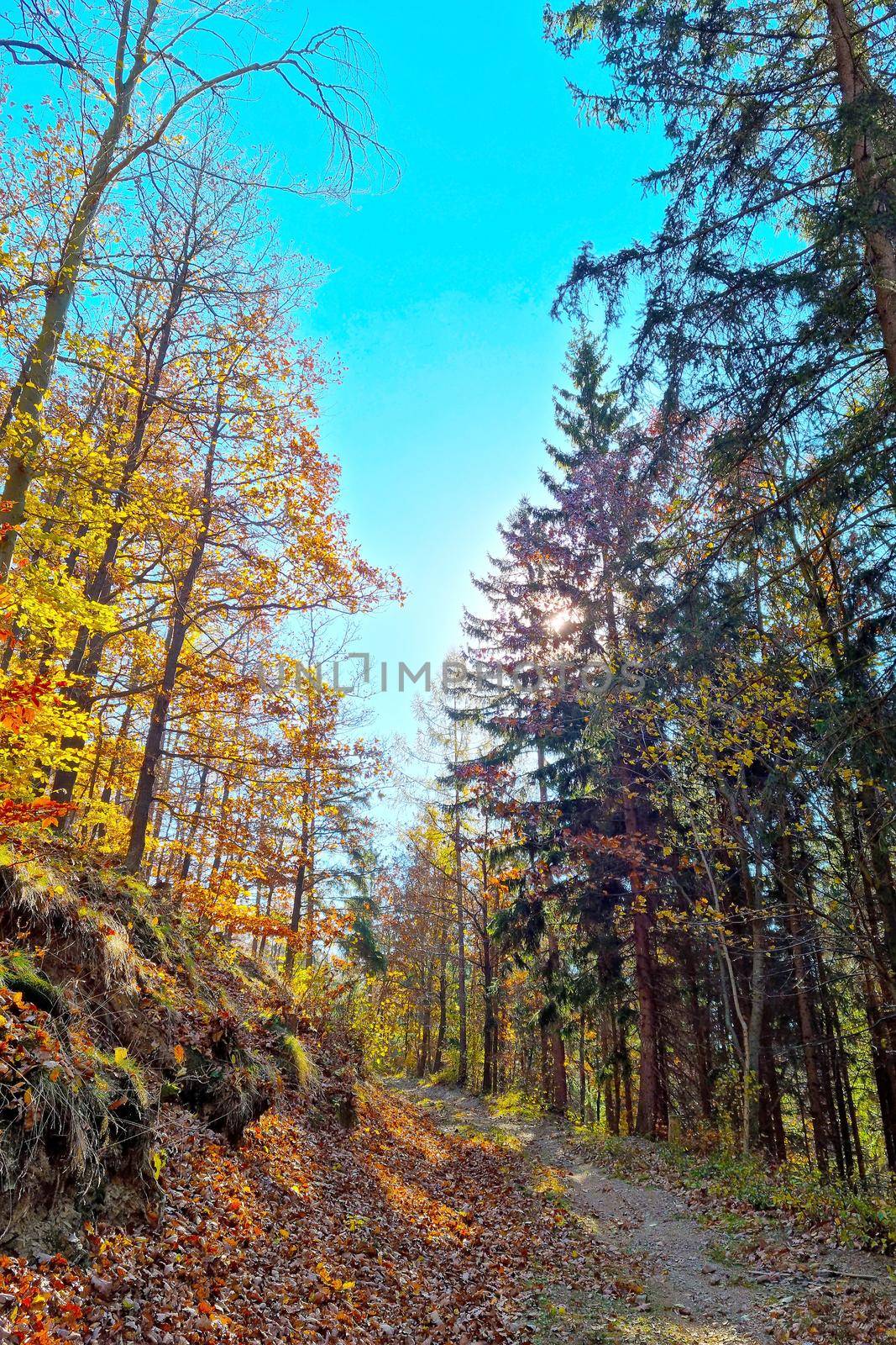 A picturesque colorful forest on a sunny autumn day