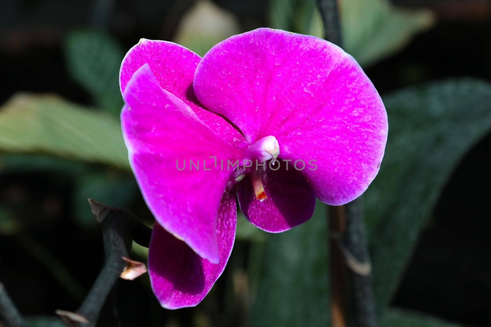 A purple orchid flower blooms in the park. House plant. by kip02kas