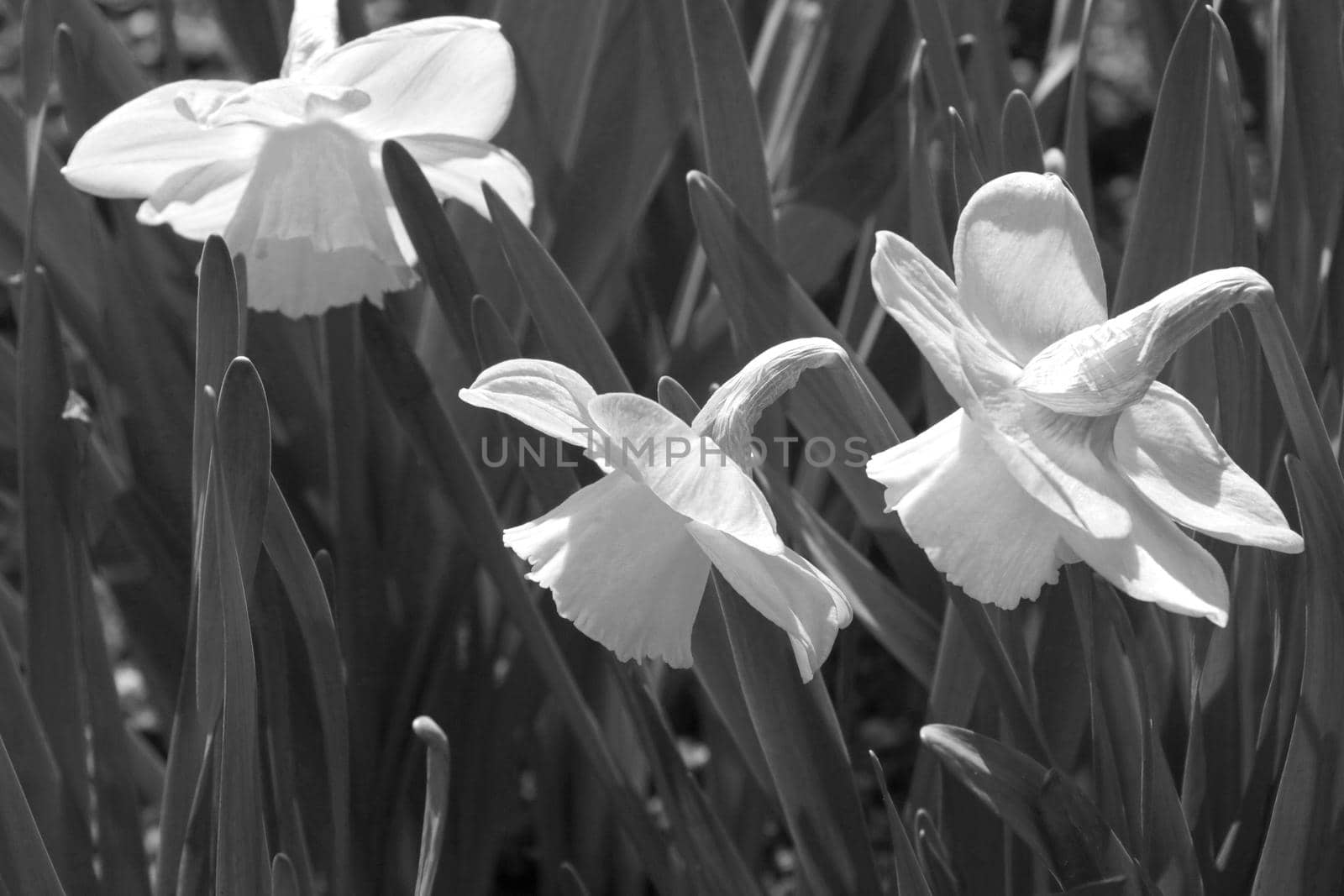 Black and white photo on a flower bed of flowering flowers. The background of nature