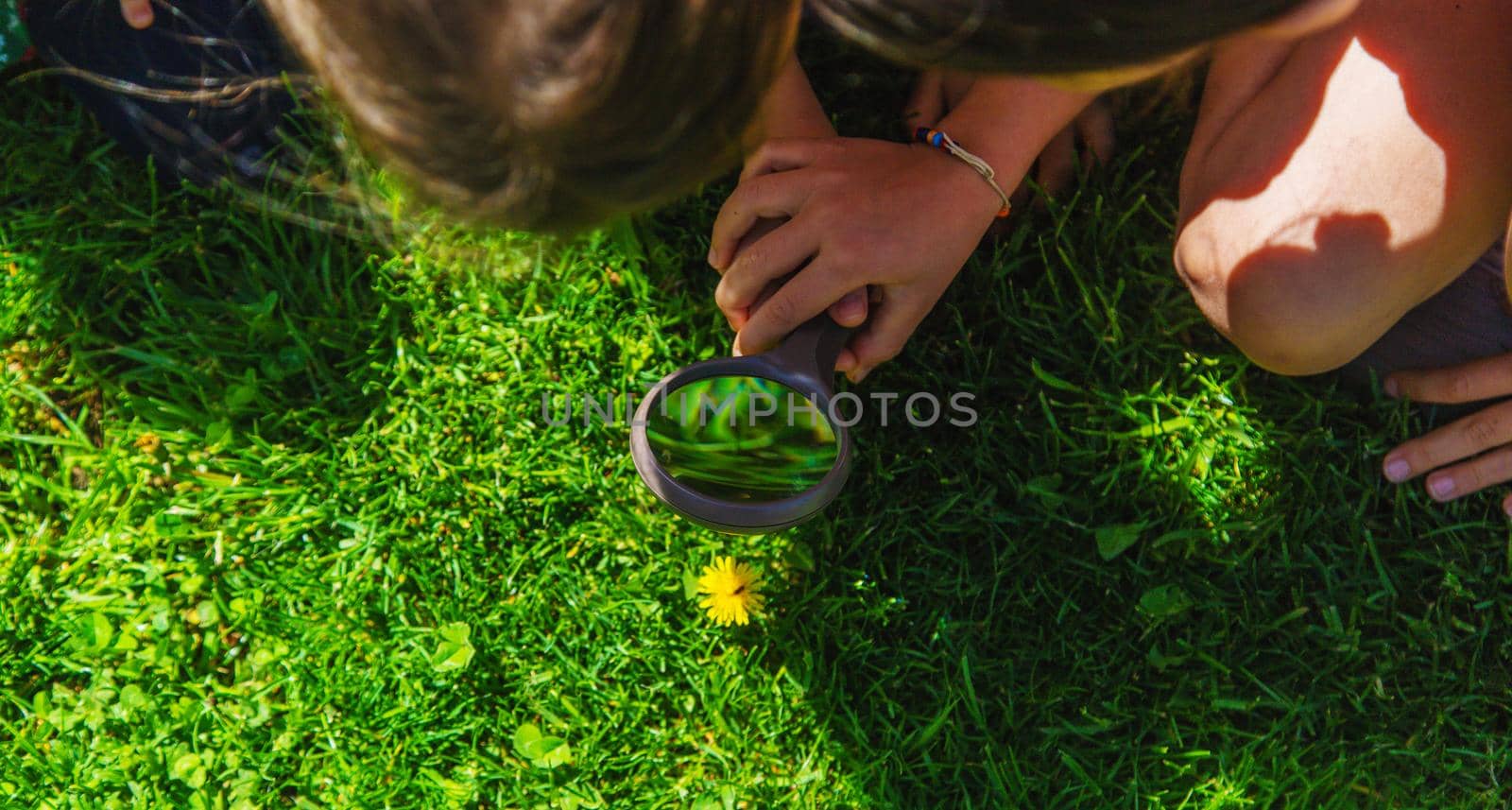 look in a magnifying glass butterfly sits on flowers. selective focus. nature