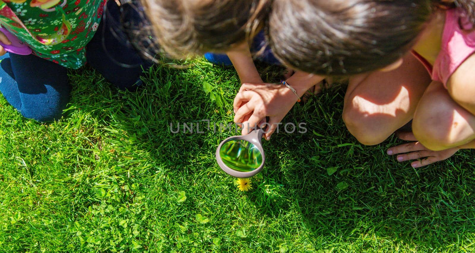 look in a magnifying glass butterfly sits on flowers. selective focus. nature